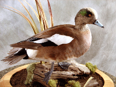 drakewidgeon[1].gif